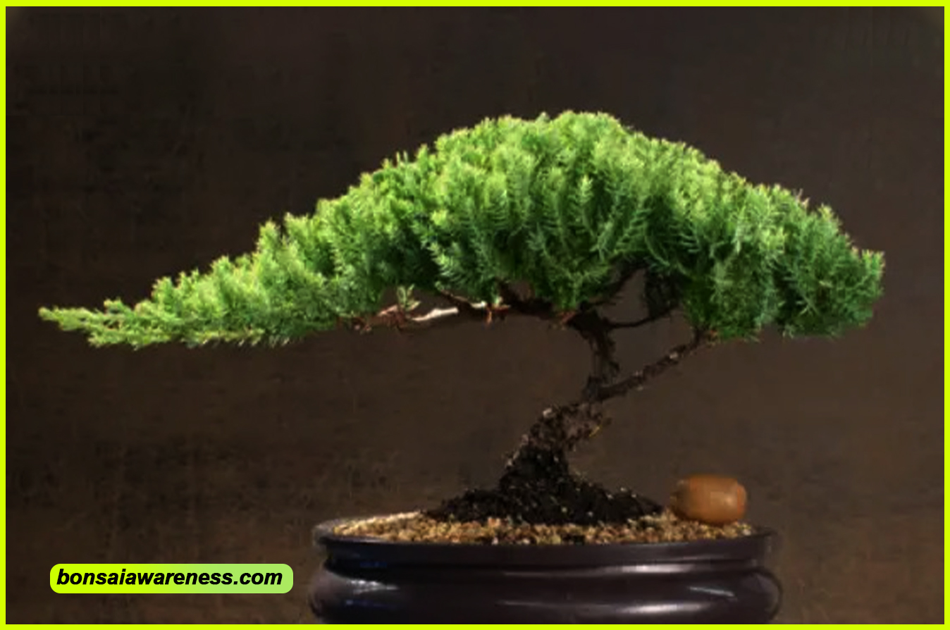 Best Soil For Bonsai Juniper.