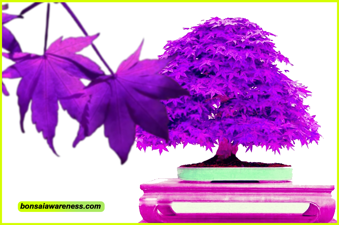 Purple Ghost Japanese Maple Bonsai.